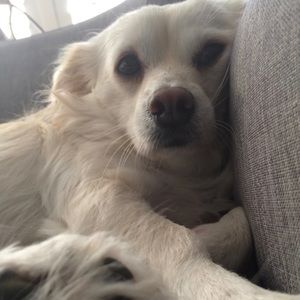 Meet your Posher, Tressa